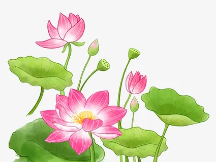 手绘小清新荷花免抠