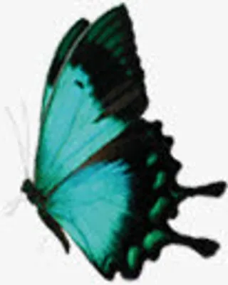 夏日海报飞扬蝴蝶效果免抠