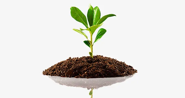 长在土壤里面的小草免抠