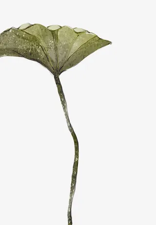 中国风荷叶免抠