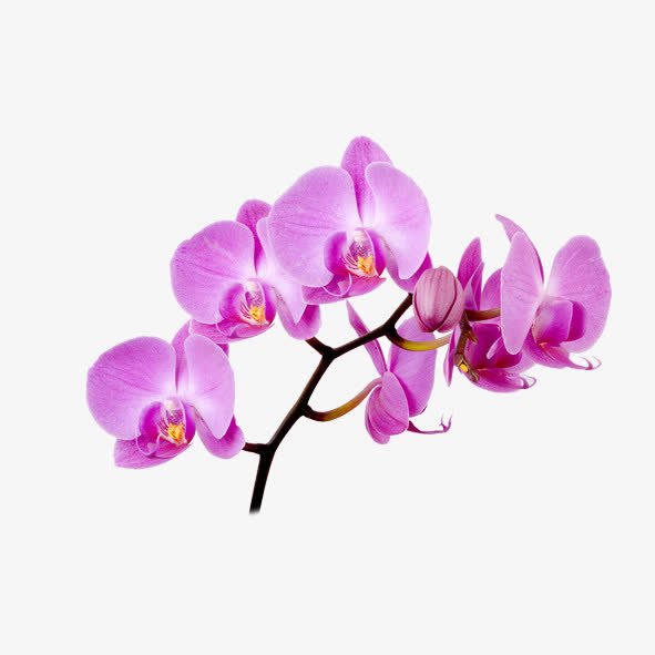 蝴蝶兰花枝免抠
