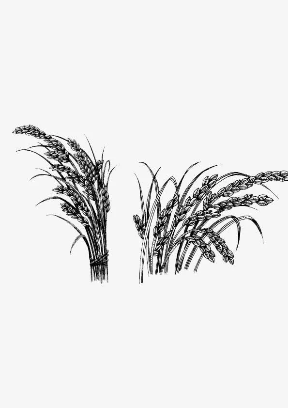 小麦免抠
