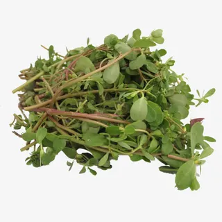 马齿苋素材免抠