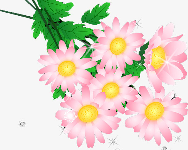 菊花免抠