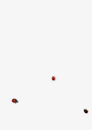 七星瓢虫装饰免抠