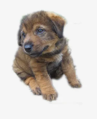 狗狗土狗实拍png免抠