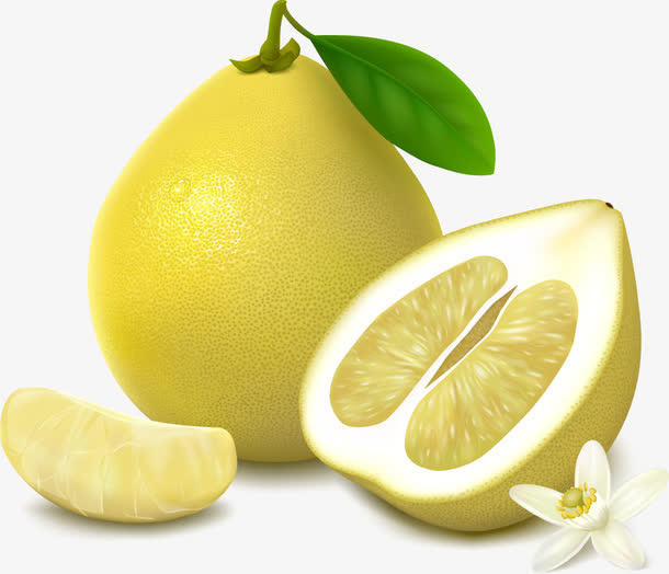 手绘精致清晰的柚子免抠
