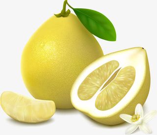 手绘精致清晰的柚子免抠