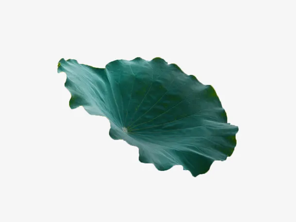 绿色装饰荷叶免抠