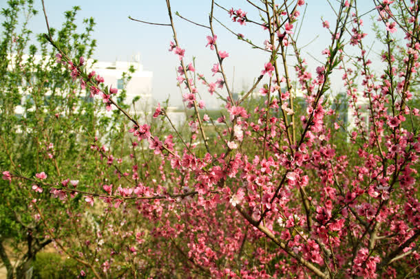 绿叶壁纸粉色花朵免抠