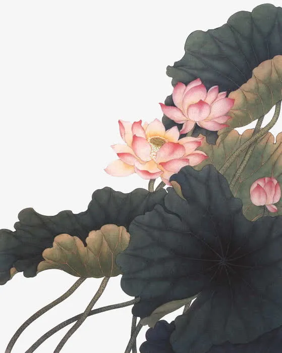 淡水墨荷花画免抠