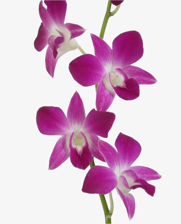 鲜花花瓣石斛花免抠
