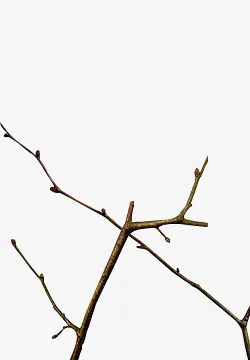 树枝免抠