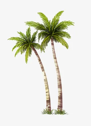椰树免抠