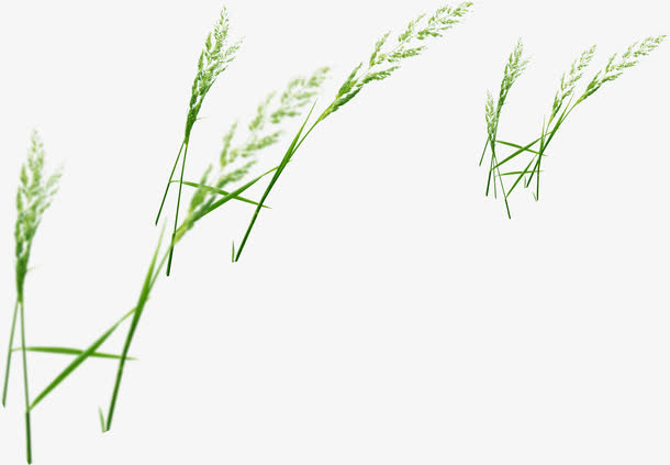 清新绿色春季小草免抠