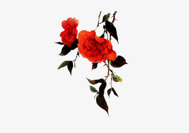 芍药免抠
