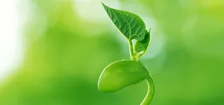 小清新嫩芽背景高清