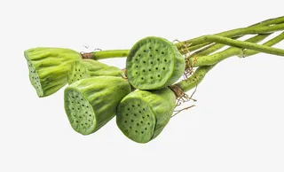 几枝绿莲蓬免抠