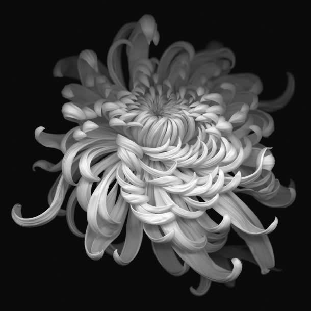 白色菊花简约壁纸免抠