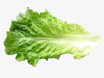 单片生菜叶子免抠