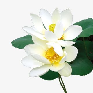 夏天白色荷花免抠