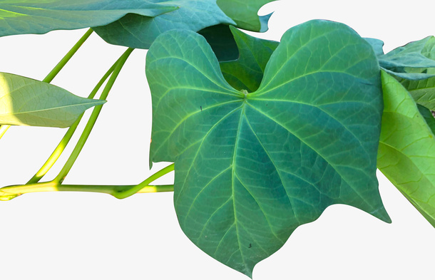 天然植物红薯叶免抠