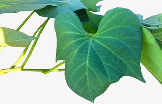 天然植物红薯叶免抠