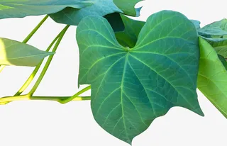 天然植物红薯叶免抠