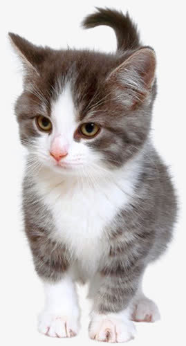 可爱猫咪生气眼神免抠