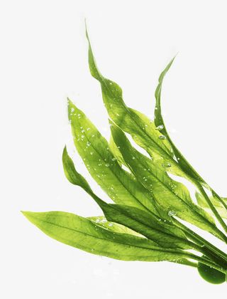 绿色卡通水藻设计免抠