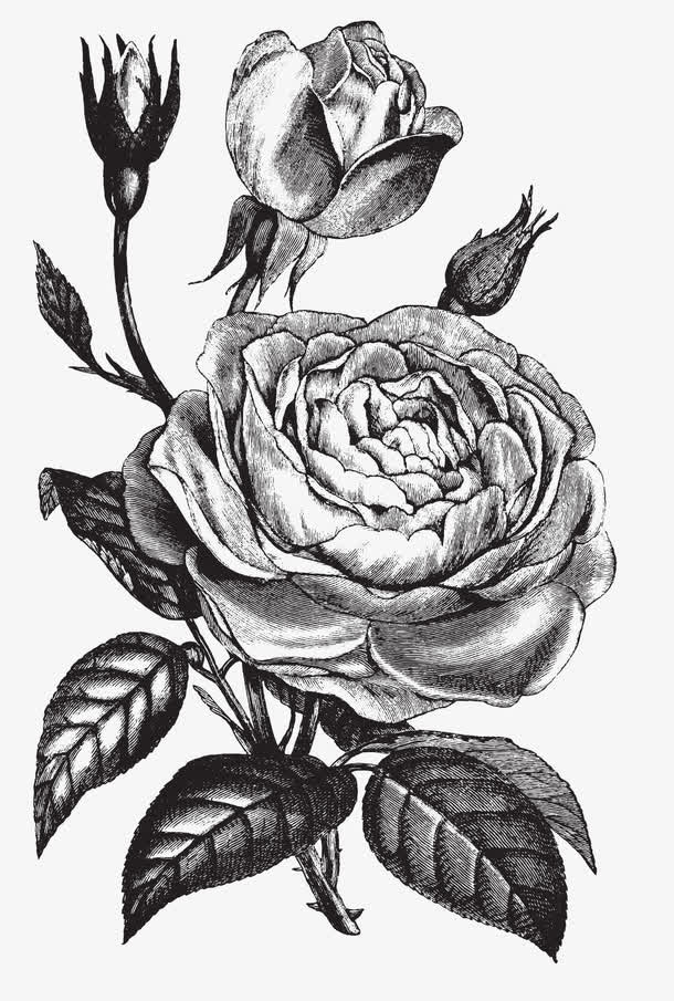 文艺清新 复古手绘花卉免抠