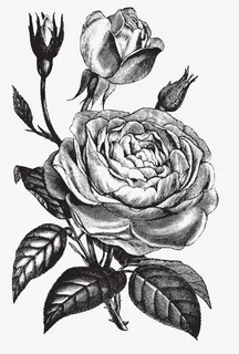 文艺清新 复古手绘花卉免抠