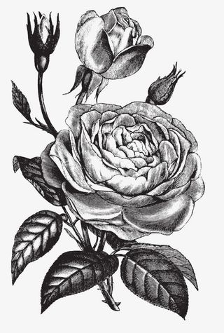 文艺清新 复古手绘花卉免抠