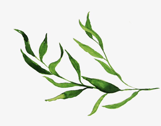 柳树枝条装饰素材免抠