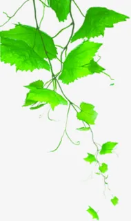 春天环保绿叶藤蔓免抠