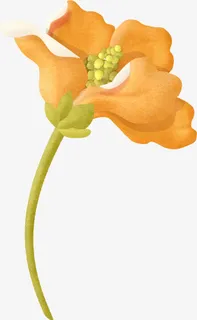 橙色花朵免抠