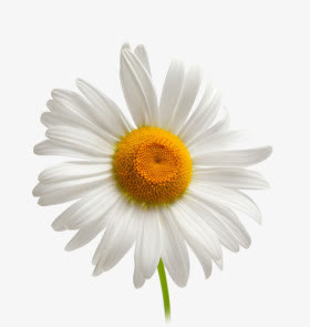 花朵免抠