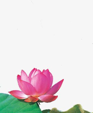 绿色荷叶和荷花免抠