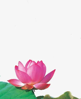 绿色荷叶和荷花免抠