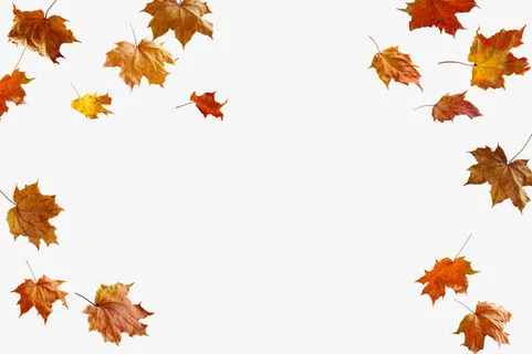 实物背景装饰秋天落叶枫叶免抠