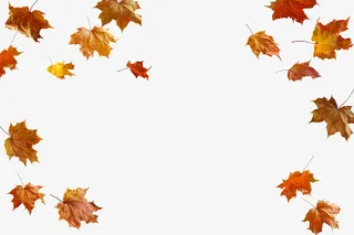 实物背景装饰秋天落叶枫叶免抠