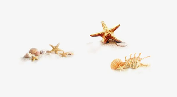 搁浅在沙滩的海星和海螺免抠