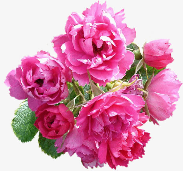ps花卉素材花卉插画免抠
