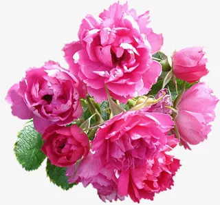 ps花卉素材花卉插画免抠