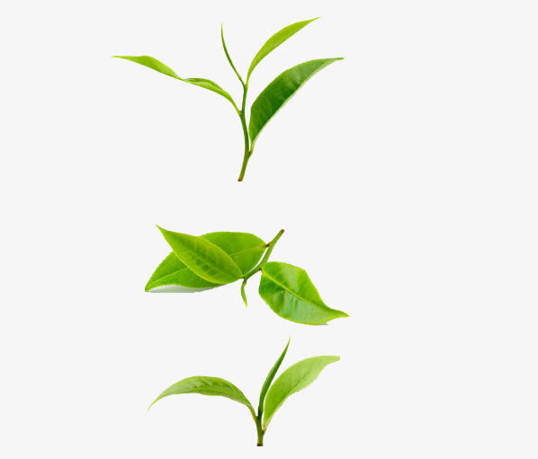 绿茶免抠