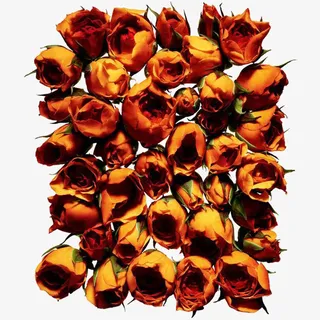 橘色玫瑰免抠