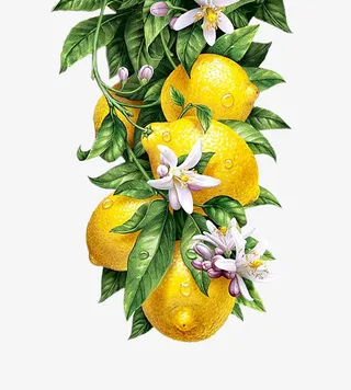 手绘柠檬矢量美图免抠