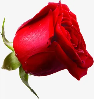 七夕情人节红色玫瑰花免抠