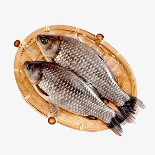 鲫鱼，大鱼，草鱼，一条鱼免抠