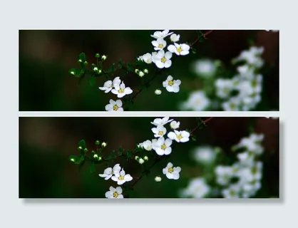 摄影生物世界小花背景高清 摄影生物世界小花背景高清